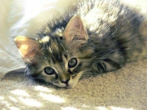 moving home with a kitten