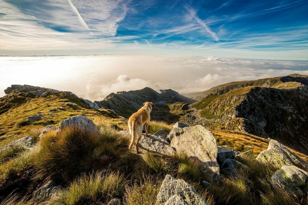 New surroundings after moving home with a dog