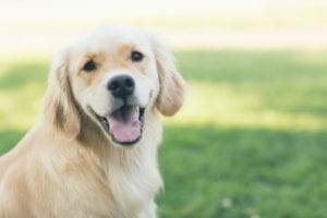 moving home with a dog (600 x 400)