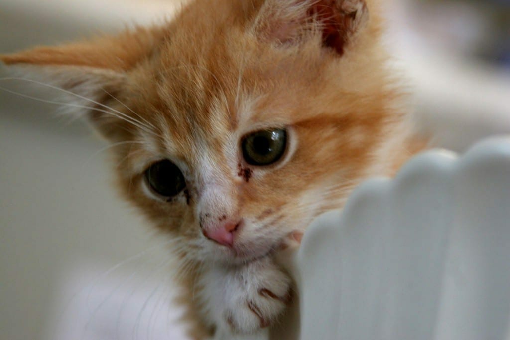 moving home with cats