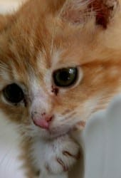 moving home with cats