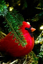 unwanted christmas decorations