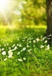 spring in berkshire countryside