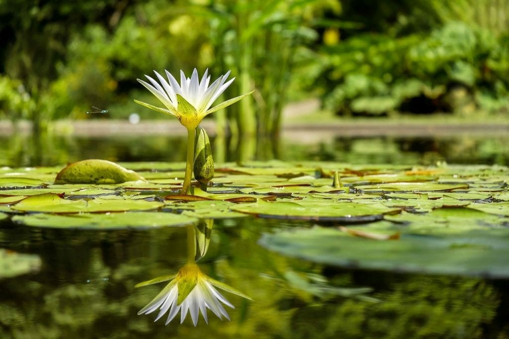 A white water lily blooms above a pond’s surface, surrounded by green lily pads storing water, with a reflection visible in the calm water.