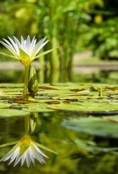 A white water lily blooms above a pond’s surface, surrounded by green lily pads storing water, with a reflection visible in the calm water.