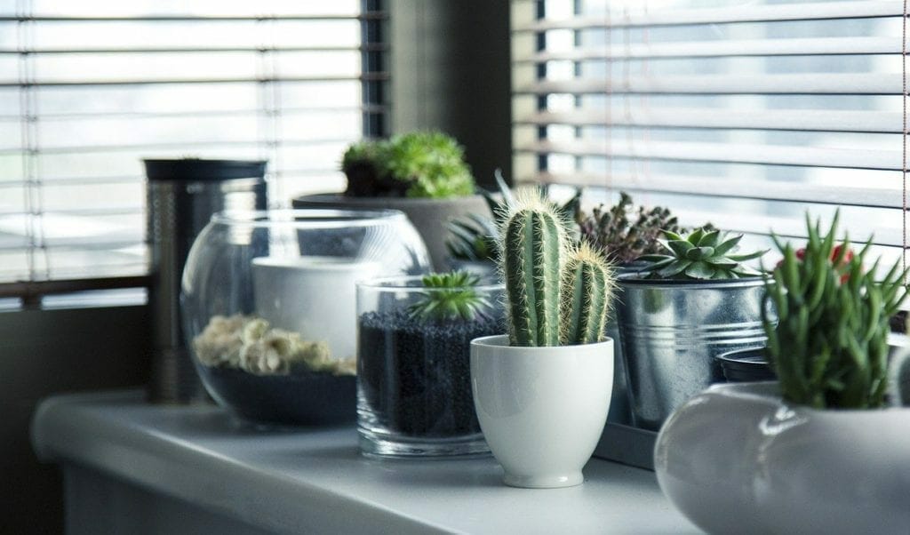 A variety of small potted plants, including cacti and succulents, arranged in self storage on a sunny windowsill behind partially closed blinds.