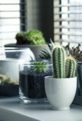A variety of small potted plants, including cacti and succulents, arranged in self storage on a sunny windowsill behind partially closed blinds.