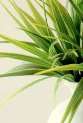 A white vase storing green and yellow striped leaves of a spider plant against a pale background.
