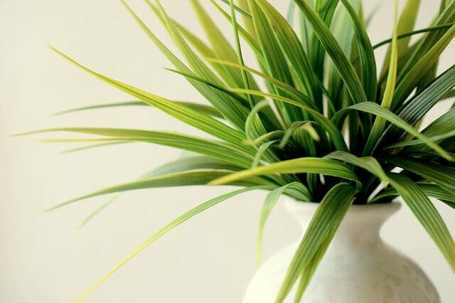 A white vase storing green and yellow striped leaves of a spider plant against a pale background.