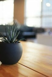 Modern interior of a planty home