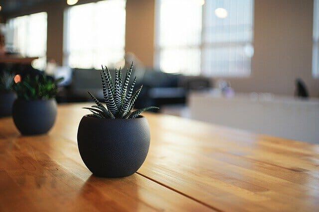 Modern interior of a planty home