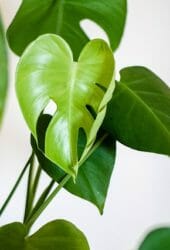 Houseplant