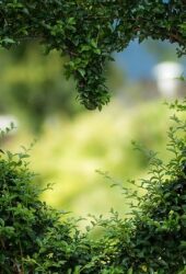 A heart-shaped opening in a lush green hedge, revealing a softly blurred background storing natural beauty.