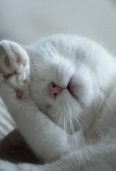 white cate distressed by moving house