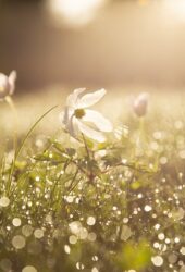 fresh summer garden