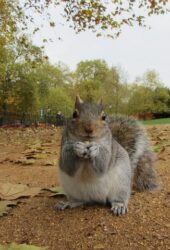 A leafy Islington street with a squirrel