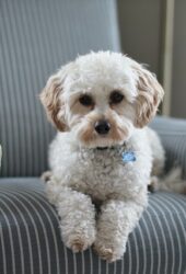 dog sitting on armchair in new home