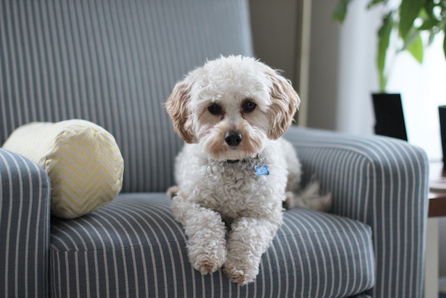 dog sitting on armchair in new home
